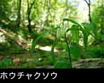 4月5月に森林に咲く白い山野草 ホウチャクソウ 無料写真素材