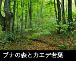 芽吹きの森 カエデ若葉とブナの森