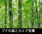 無料写真素材 ストックフォト 芽吹きの森 カエデ若葉とブナの森