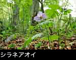 ブナの森に咲くシラネアオイの花 無料写真素材