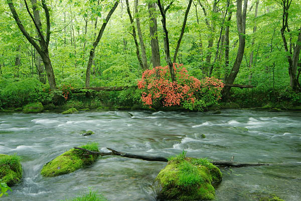 奥入瀬渓流 画像5 新緑の森林 朱赤のヤマツツジ 苔むす岩 フリー写真素材