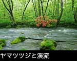 奥入瀬渓流 ツツジの花咲く清流 無料写真素材