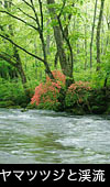 無料写真素材 ストックフォト ツツジ咲く青森県奥入瀬渓流