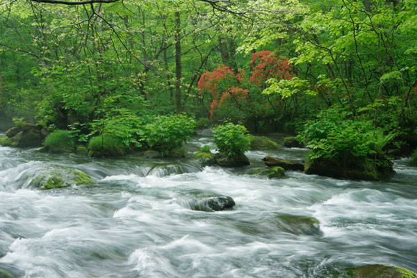 奥入瀬渓流 画像12 新緑の森林 ヤマツツジの赤 森 清流 フリー 写真素材