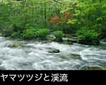 初夏 奥入瀬渓流の画像 フリー写真素材