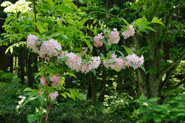 「タニウツギ」　画像1　無料写真素材「花ざかりの森」