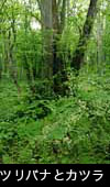カツラ巨木とツリバナ 写真 画像 フリー素材
