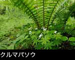 森林に咲く白い花「クルマパソウ」無料写真素材