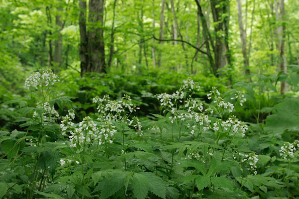 コンロンソウ 森林 山地 湿地 5月6月高さ50センチ位 白い小さな花 無料写真素材 画像2