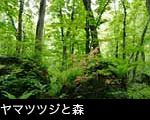 ヤマツツジと新緑の広葉樹林 フリー写真素材