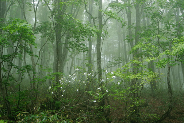 霧にかすむブナ林で咲くコブシの花 フリー写真素材 無料 画像1
