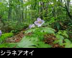 夏の森林に咲く薄紫の花シラネアオイ