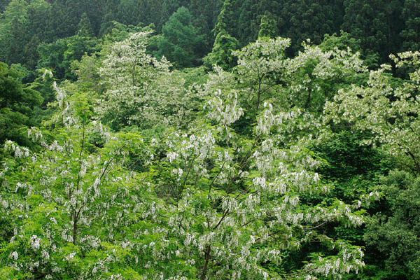 ニセアカシアの木（アカシア） 無料写真ストックフォト　画像2