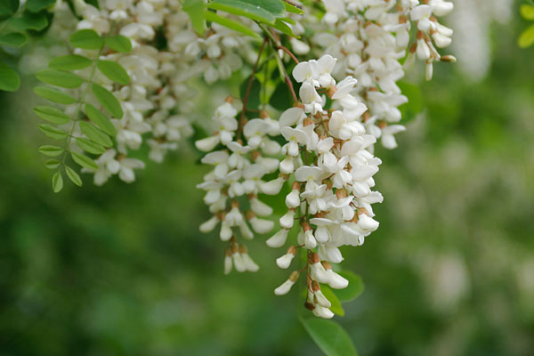 ニセアカシアの花　5月6月房状 白い木の花 梅雨　無料写真素材　画像1