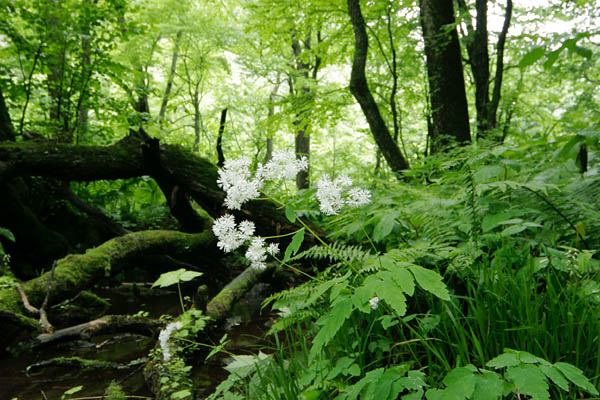 「ミヤマカラマツ」夏の白い山野草 山地 苔むした倒木の森 画像2 フリー写真素材