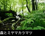 夏の森に咲く山野草「ミヤマカラマツ」無料写真素材
