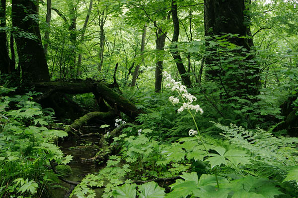 ヤグルマソウ 俳句 季語 夏 森林の白い花 無料写真素材フリー