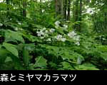 森林と花 ミヤマカラマツ フリー写真素材