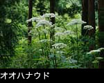 夏の山野草「オオハナウド」無料写真素材