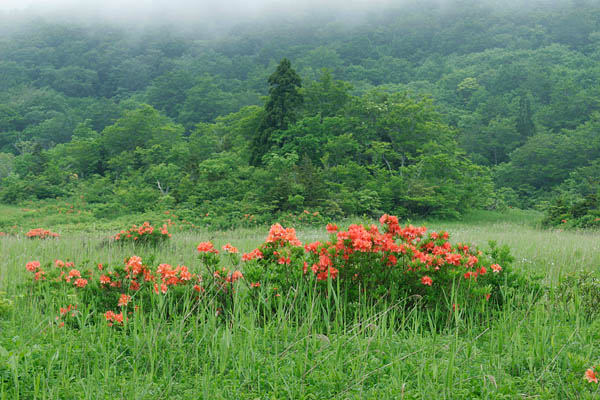 レンゲツツジと草原 4月5月6月 鮮やかな朱色の花 高原 草原 フリー写真素材 画像1