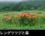 レンゲツツジ咲く湿原 画像 写真 フリー素材