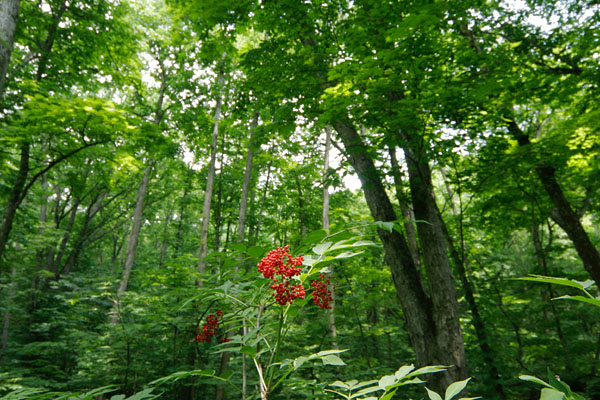 落葉樹の森林で赤い実を付けるニワトコ 画像1 無料写真素材 