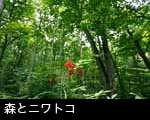ブナの森と木の実 ニワトコの赤い実 無料写真素材