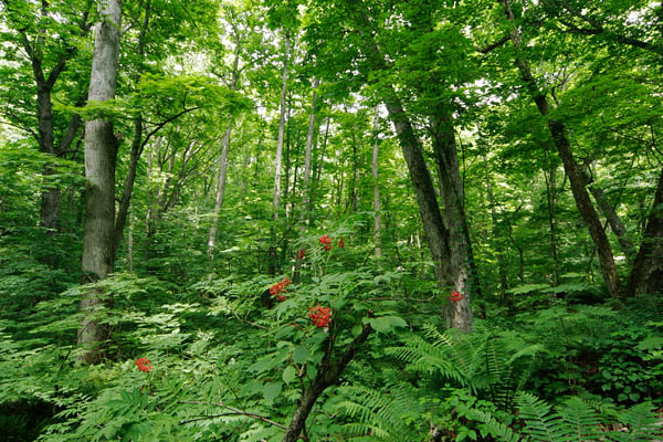 ブナやトチの落葉樹の森林で赤い実を付けるニワトコ 画像2 無料写真素材