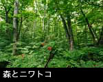  山野 森林 赤い木の実 ニワトコの実 写真素材 フリー