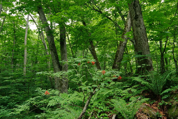森の中で7月に赤い実を付けるニワトコ 画像3 無料写真素材