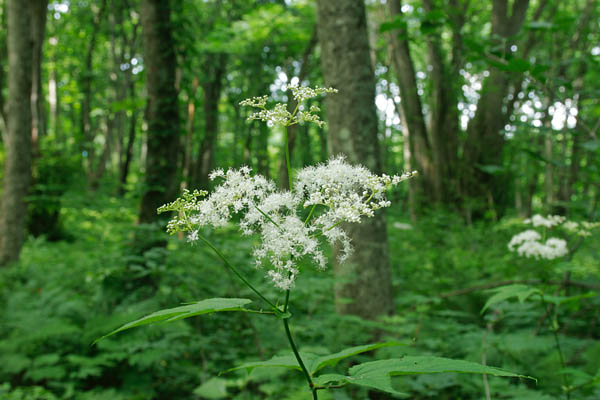 夏の森林 綿のような白い花 オニシモツケ 無料写真素材 画像3