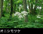 夏の森林 白い花 オニシモツケ 画像 写真 フリー素材　