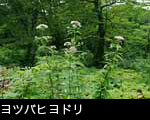 無料写真素材ストックフォト「ヨツバヒヨドリ」花