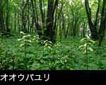 巨木の森に咲くオウバユリの花 フリー写真素材