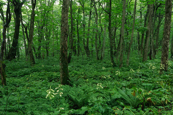森林に咲くオオウバユリの花 山野草 壁紙 写真素材　画像6