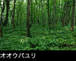 森林に咲くオオウバユリの花 山野草 壁紙 写真素材