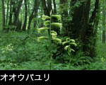 巨木とオオウバユリの花 画像 写真 フリー素材