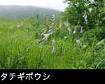 夏の草原に咲くタチギボウシの青い花 フリー写真素材