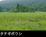 草原に咲くタチギボウシの花 夏の山野草 壁紙 フリー写真素材