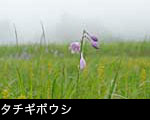 チギボウシ 7月8月 草原に咲く青い花 壁紙 無料写真素材