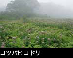 ヨツバヒヨドリ 山地 深山に群生 秋の山野草 無料写真素材