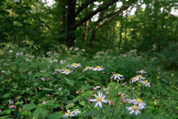 ノコンギク 秋の森林　淡い紫菊の花　フリー写真素材　画像5