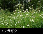 無料写真素材ストックフォト 秋の森に咲く 白い花 ユウガギク