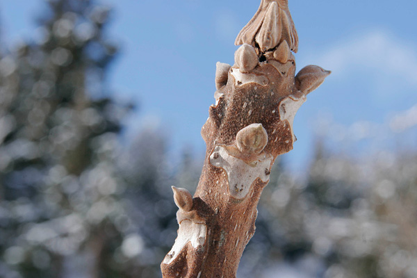 オニグルミ冬芽　ヒツジの顔　フリー写真素材　芽吹きの森 　 画像1