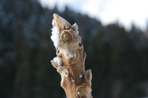 オニグルミ冬芽 森林 クローズアップ 動物顔 ヒツジの顔 無料写真素材フリー 画像2