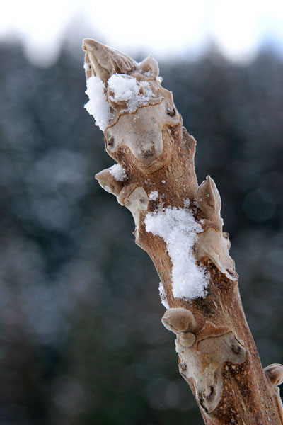 オニグルミ冬芽　樹木　縦　無料写真素材　画像3