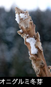 冬の森林 オニグルミ冬芽 顔 無料写真素材