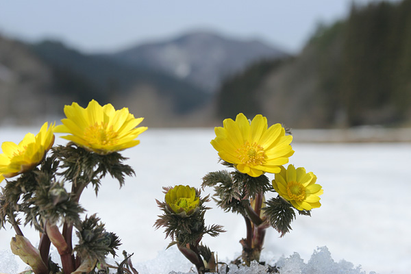 福寿草 画像1 無料写真素材 山林 山野草 2月3月 雪の中 早春に咲く黄色い花　