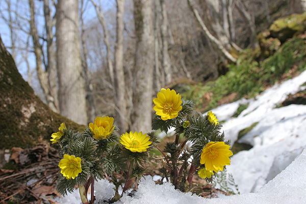森林に咲く福寿草 画像2 早春の山野草 残雪 フリー写真素材　