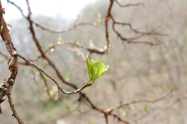 ツルアジサイの芽吹き　画像　芽吹きの森　無料写真素材 フリー